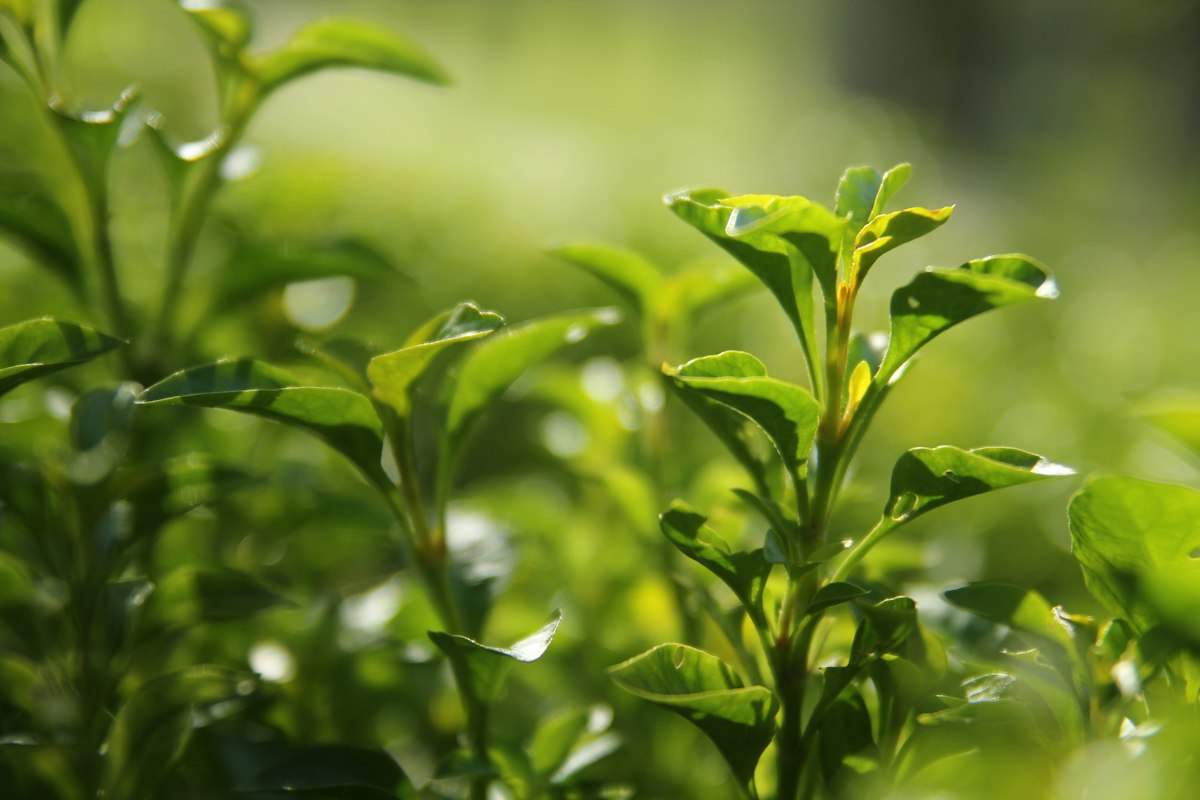 Traditionelle Oolong Tee Verarbeitung in Taiwan