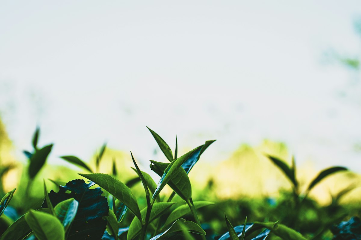 Jin Xuan Oolong mit milchiger, cremiger Note